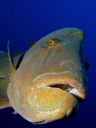 Very friendly and inquisitive Napoleon Wrasse that loved ... by James Dawson 